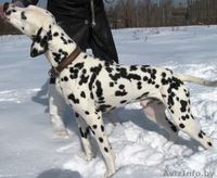 Далматин ищет подругу для вязки - Изображение #2, Объявление #879106