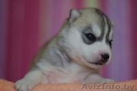 Сибирские хаски - Изображение #3, Объявление #875193