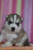 Сибирские хаски - Изображение #4, Объявление #875193