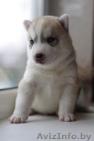 Сибирские хаски - Изображение #1, Объявление #875193