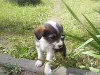 маленькая красотлька Молли в дар - Изображение #1, Объявление #947479