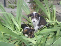 маленькая красотлька Молли в дар - Изображение #2, Объявление #947479