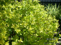 Рассада кустарника - Спирея японская - Изображение #1, Объявление #964676