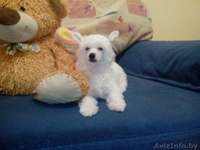 Щенок Китайской хохлатой собачки - Изображение #1, Объявление #992546