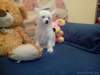Щенок Китайской хохлатой собачки - Изображение #2, Объявление #992546