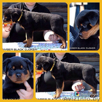 Очаровательные малыши ротвейлеров ищут себе самых лучших родителей!!! - Изображение #1, Объявление #1097206