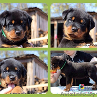 Очаровательные малыши ротвейлеров ищут себе самых лучших родителей!!! - Изображение #3, Объявление #1097206