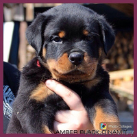 Очаровательные малыши ротвейлеров ищут себе самых лучших родителей!!! - Изображение #2, Объявление #1097206