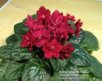 Фиалки сортовые - черенки, детки. - Изображение #2, Объявление #742350