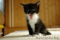 Милый котенок в добрые руки  - Изображение #3, Объявление #1129210