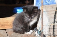 Милый котенок в добрые руки  - Изображение #2, Объявление #1129210