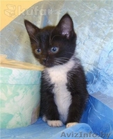 Милый котенок в добрые руки  - Изображение #1, Объявление #1129210