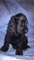 Щенки аглийского кокер спаниеля с родословной - Изображение #1, Объявление #1136556