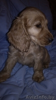 Щенки аглийского кокер спаниеля с родословной - Изображение #3, Объявление #1136556