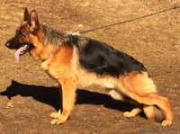 Элитные щенки немецкой овчарки из племенного питомника "Ад Астра Глория" - Изображение #7, Объявление #1149000