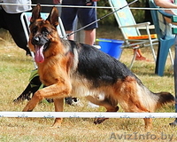 Элитные щенки немецкой овчарки из племенного питомника "Ад Астра Глория" - Изображение #1, Объявление #1149000