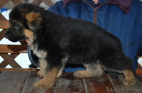 Элитные щенки немецкой овчарки из племенного питомника "Ад Астра Глория" - Изображение #2, Объявление #1149000