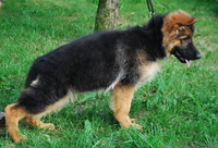 Элитные щенки немецкой овчарки из племенного питомника "Ад Астра Глория" - Изображение #5, Объявление #1149000