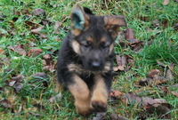 Элитные щенки немецкой овчарки из племенного питомника "Ад Астра Глория" - Изображение #4, Объявление #1149000