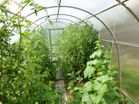 Теплица  «Сибирская» 4м (каркас + поликарбонат) + подарок - Изображение #2, Объявление #1159262