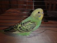 Волнистые попугайчики - Изображение #1, Объявление #1215844