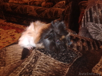 Милые морские свинки - Изображение #2, Объявление #1215845