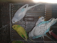 Волнистые попугайчики - Изображение #3, Объявление #1215844