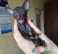 Королевские котята корниш-рекс - Изображение #1, Объявление #1297168