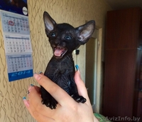 Королевские котята корниш-рекс - Изображение #3, Объявление #1297168