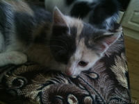 Отдам котят (котёнка) - Изображение #1, Объявление #1297042