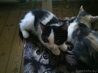 Отдам котят (котёнка) - Изображение #2, Объявление #1297042