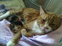 Отдам котят (котёнка) - Изображение #3, Объявление #1297042