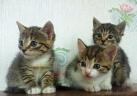 За-мур-чательные котята в дар! - Изображение #1, Объявление #1309874