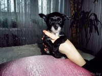 Продам щенков китайской хохлатой - Изображение #2, Объявление #1355028