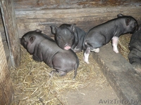 ПОРОСЯТА ВЬЕТНАМСКОЙ ПОРОДЫ - Изображение #2, Объявление #1371462