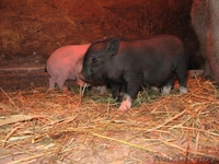 ПОРОСЯТА ВЬЕТНАМСКОЙ ПОРОДЫ - Изображение #3, Объявление #1371462