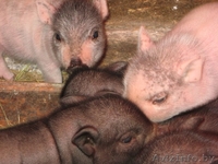 ПОРОСЯТА ВЬЕТНАМСКОЙ ПОРОДЫ - Изображение #1, Объявление #1371462