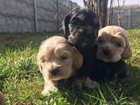 Замечательные щенки американского кокер спаниеля - Изображение #1, Объявление #1404267