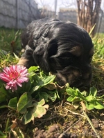  Замечательные щенки американского кокер спаниеля - Изображение #2, Объявление #1404267