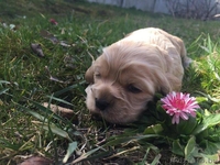  Замечательные щенки американского кокер спаниеля - Изображение #3, Объявление #1404267