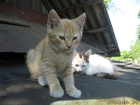 Котята в ответственные руки! - Изображение #3, Объявление #1461968