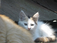 Котята в ответственные руки! - Изображение #2, Объявление #1461968