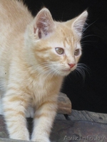 Котята в ответственные руки! - Изображение #6, Объявление #1461968