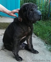 собаку в добрые руки - Изображение #1, Объявление #1490379