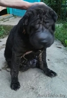 собаку в добрые руки - Изображение #2, Объявление #1490379