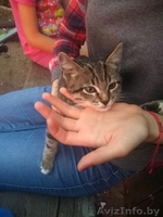 Отдам котенка Мартина , в хорошие руки , добрый ,хороший , ждет хозяина верный  - Изображение #2, Объявление #1580208