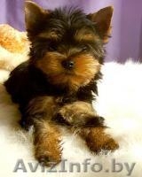 Не дорого щенки йоркширского терьера. - Изображение #1, Объявление #1616298