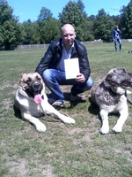 Предлагается кобель среднеазиатской овчарки (Алабай) на вязку - Изображение #1, Объявление #1652280