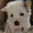 Щенок китайской хохлатой собаки - Изображение #1, Объявление #19491