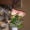 Йоркширского терьера щенок,  девочка. 3 мес,  стандарт,  привита #65078